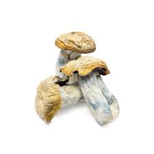 Buy Hillbilly Pumpkin Magic Mushrooms
