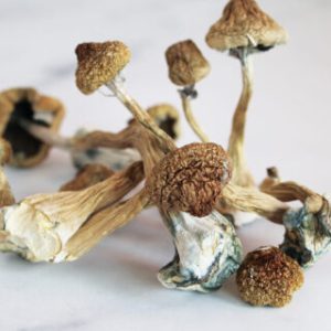 Buy psychedelic mushrooms