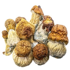 buymushroomsonline