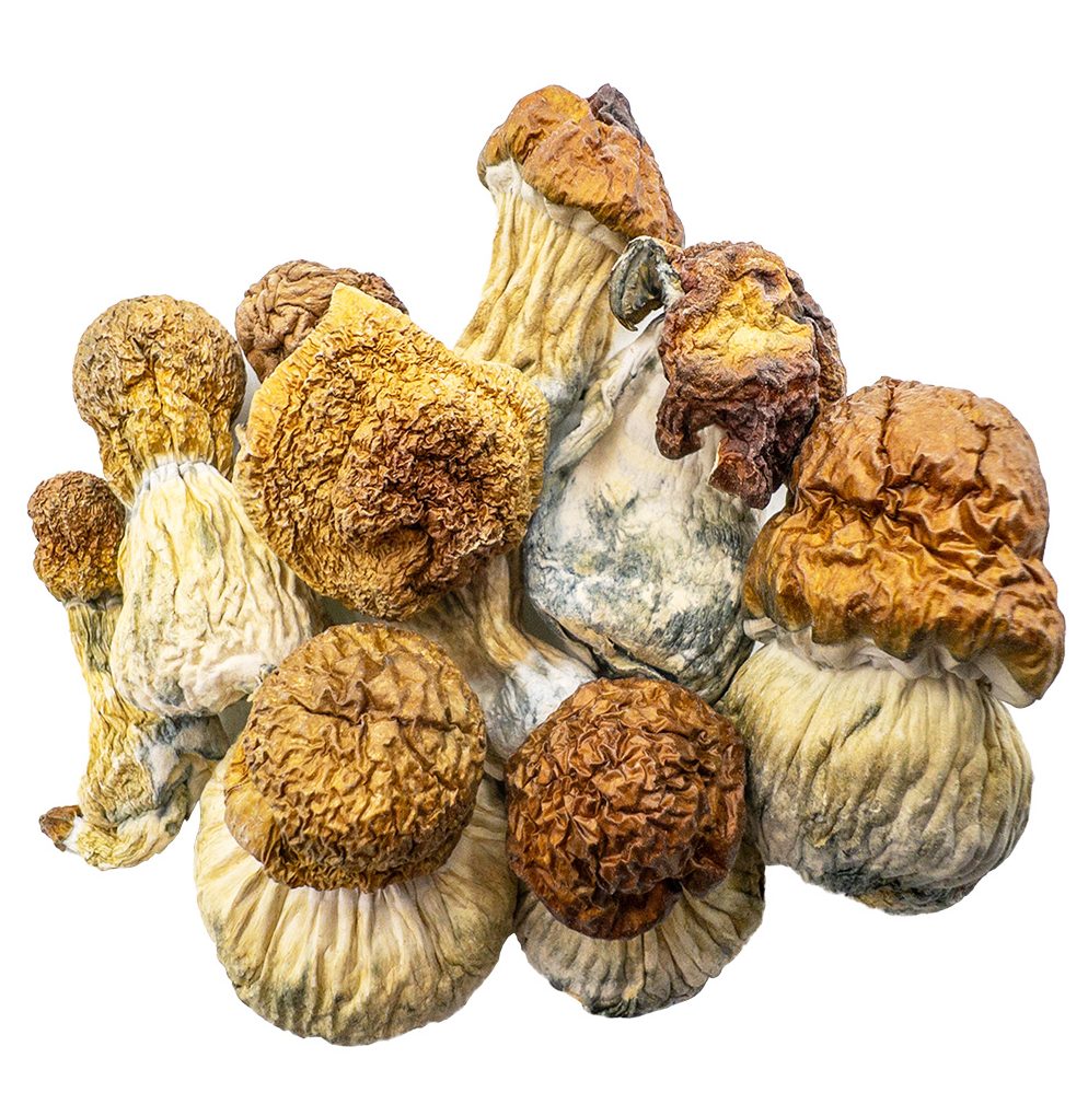 buymushroomsonline