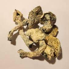 Averys Albino magic mushrooms