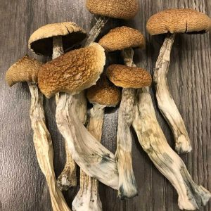 buymushroomsonline