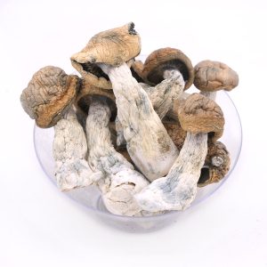 what is the best mushrooms for micro-dosing