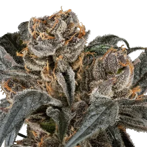 buy weed near me online Australia