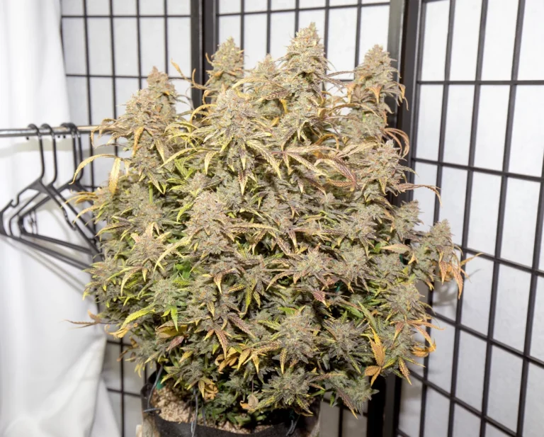 Medical Cannabis Express Delivery Australia