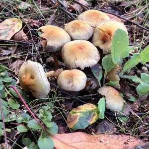 Buy Australian Gold Top Mushroom Online